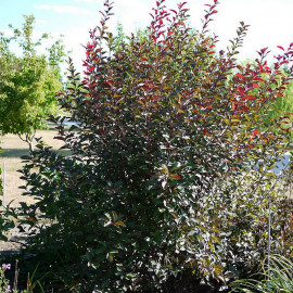 Prunus cistena - Prunier des sables pourpre