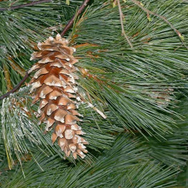 Pinus strobus - Pin blanc de Weymouth