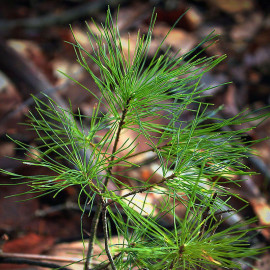 Pinus strobus - Pin blanc de Weymouth