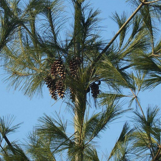 Pinus strobus Vente Pin blanc de Weymouth — free download