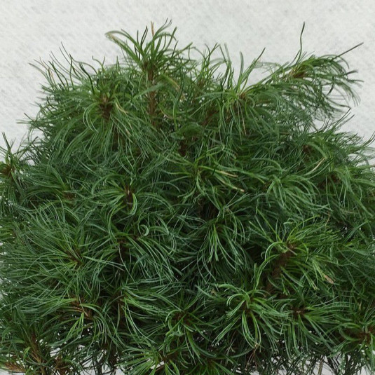 Pinus strobus 'Tiny Curls' - Pin blanc greffé