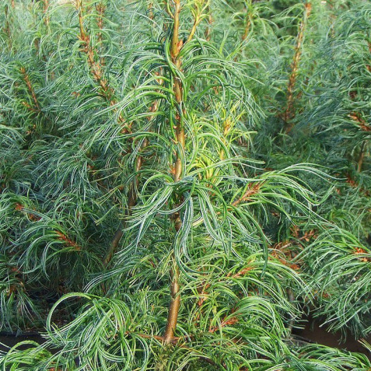 Pinus strobus 'Tortuosa' - Pin blanc greffé tortueux