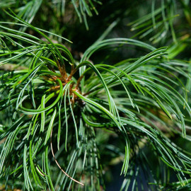 Pinus strobus 'Tortuosa' - Pin blanc greffé tortueux
