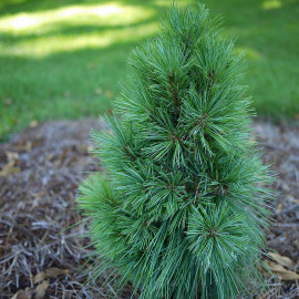 Pinus strobus 'Wiethorst' - Pin blanc hybride 'Schwerinii'