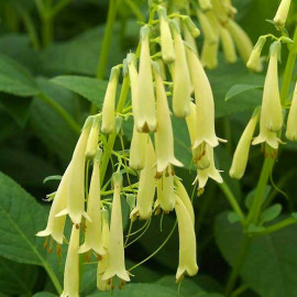 Phygelius croftway 'Yellow Sovereign'® - Fuchsia du cap jaune