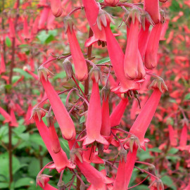 Phygelius croftway 'Red Emperor'® - Fuchsia du cap rouge