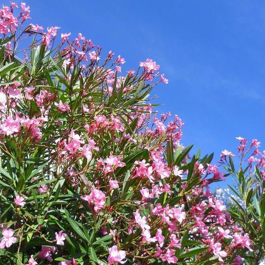 Nerium oleander 'Virginie' - Laurier rose à fleurs simples