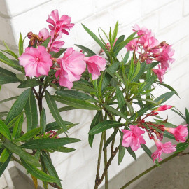 Nerium oleander 'Virginie' - Laurier rose à fleurs simples