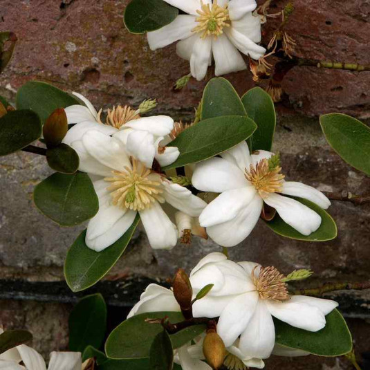 Michelia yunnanensis - Magnolia dianica du Yunnan