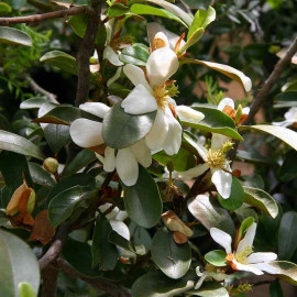 Michelia yunnanensis - Magnolia dianica du Yunnan