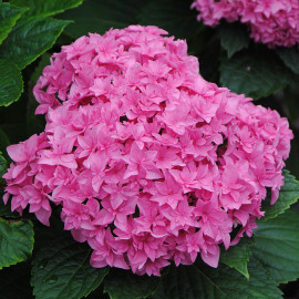Hydrangea macrophylla You&Me® Perfection - Hortensia compact