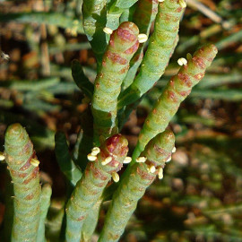Salicornia europaea - Salicorne comestible - Cornichon de mer