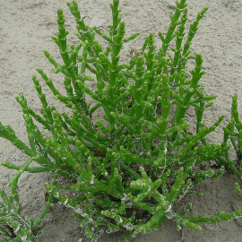 Salicornia europaea - Salicorne comestible - Cornichon de mer