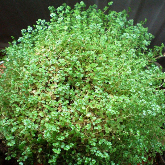 POWERS TO FLOWERS - HELXINE SOLEIROLIA IN VASO PIETRA, pianta vera