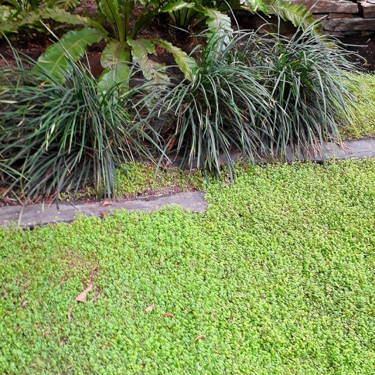 Soleirolia Helxine Verde | Pianta Lacrime d'Angelo da 10-20 cm | Regalo per Casa o Ufficio