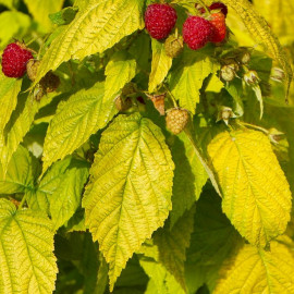 Rubus idaeus 'Groovy'® - Framboisier nain à feuilles jaunes