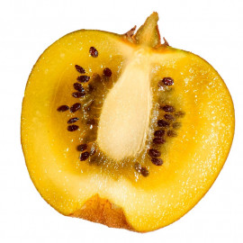 Actinidia deliciosa 'Minkigold'® * - Kiwi jaune femelle