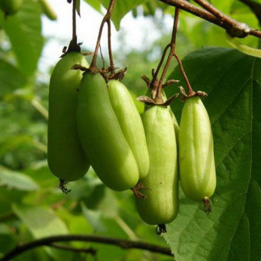 Engrais Fraisier Engrais Spécial Kiwis KIWIRI 1L - Pour Actinidia (Arguta, Deliciosa...) - Formule Cultivateur Engrais Liquide Baies Kiwiri - 10