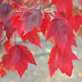 Acer rubrum 'October Glory' - Erable rouge du Canada