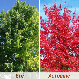 Acer rubrum 'October Glory' - Erable rouge du Canada