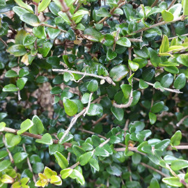 Lonicera nitida 'Ernest Wilson' - Chèvrefeuille à feuilles de buis
