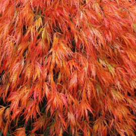 Acer palmatum 'Dissectum Orangeola' - Erable du Japon lacinié orange