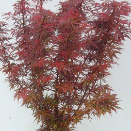 Acer palmatum 'Jerre Schwartz' - Erable du Japon compact