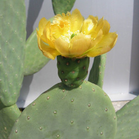 Opuntia inermis - Oponce rustique - Cactus sans épines