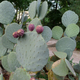 Opuntia robusta - Oponce robuste - Cactus à feuilles rondes