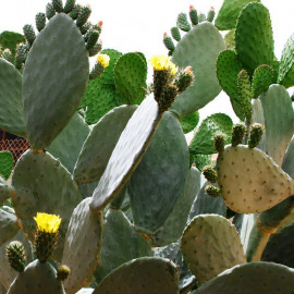 Opuntia robusta - Oponce robuste - Cactus à feuilles rondes