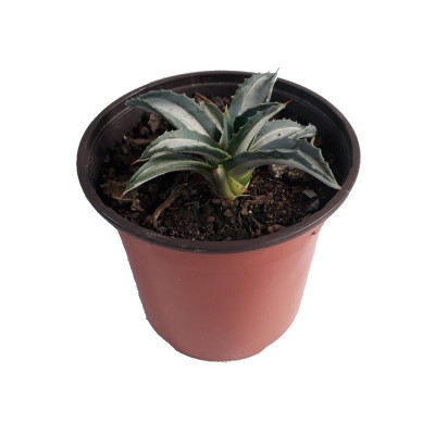 Agave americana 'Mediopicta...