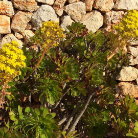 Aeonium arboreum - Chou en arbre des Canaries
