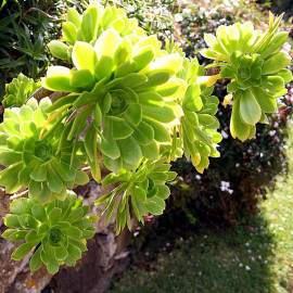 Aeonium arboreum - Chou en arbre des Canaries