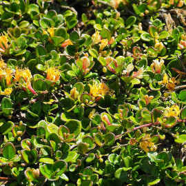 Lonicera crassifolia - Chèvrefeuille nain couvre-sol