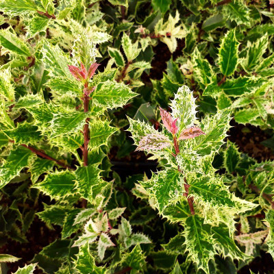 Ilex aquifolium 'Ingramii' - Houx panaché tricolore