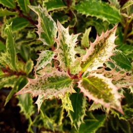 Ilex aquifolium 'Ingramii' - Houx panaché tricolore
