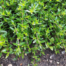 Thymus longicaulis - Thym couvre-sol à longues feuilles