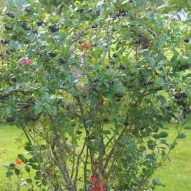 Aronia melanocarpa 'Galicjanka' - Aronie rustique à gros fruits