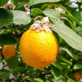 Citrus limonia 'Volkameriana' - Citronnier Rangpur rustique