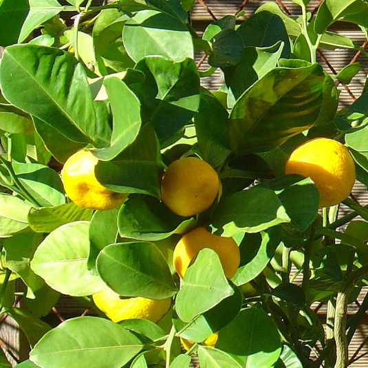 Citrus reticulata 'Keraji' - Mandarinier rustique - Mandarine jaune