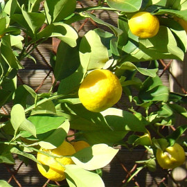 Citrus reticulata 'Keraji' - Mandarinier rustique - Mandarine jaune