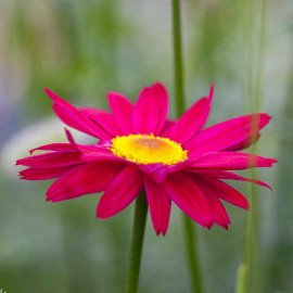 Tanacetum coccineum - Chrysanthemum 'Robinson's Red' - Pyrèthre rouge