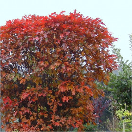 Quercus palustris 'Isabel' - Chêne des marais nain - Chene épingle