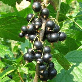 Ribes nigrum 'Titania' - Cassis - Cassissier à gros fruits noirs