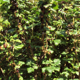 Ribes nigrum 'Titania' - Cassis - Cassissier à gros fruits noirs