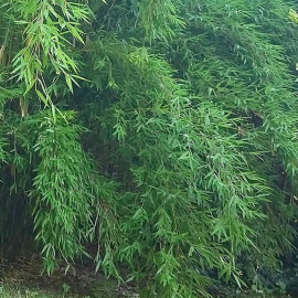 Fargesia angustissima - Bambou non-traçant Borinda