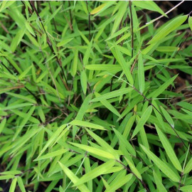 Fargesia angustissima - Bambou non-traçant Borinda
