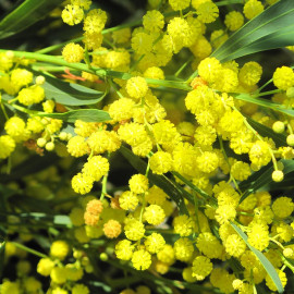 Acacia retinoides 'Lisette' - Mimosa des quatre saisons Lisette