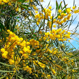 Acacia retinoides 'Lisette' - Mimosa des quatre saisons Lisette