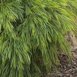 Acacia cognata 'Limelight'® - Mimosa doux nain